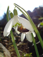 Lanine visibabe and busy bee