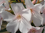 nerium oleander from Lana