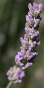 lavandula