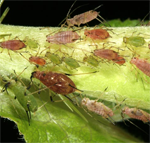 Ružina lisna uš (MACROSIPHUM ROSAE)