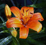 lilium