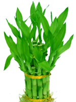 lucky_bamboo.png