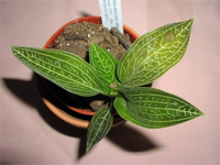 ludisia discolor alba