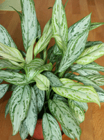 aglaonema crispum