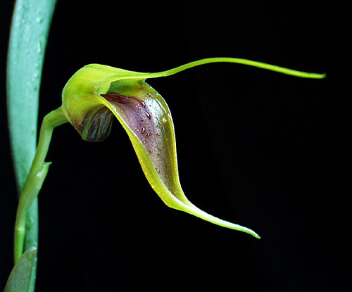 cesto poistovjecivana s cijelom skupinom masdevallia velifera