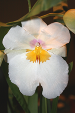 miltonia orchid