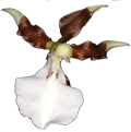 miltonia cuneata