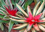 neoregelija bromelia