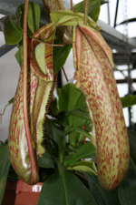 nepenthes coccina