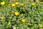 calendula officinalis