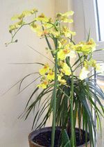 oncidium yellow wide