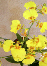 oncidium yellow close