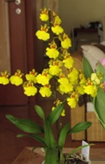 oncidium