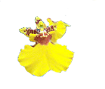 oncidium yellow