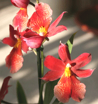 ondontoglossum orhideja closeup
