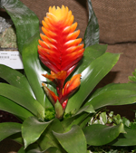 orange_bromelia.png