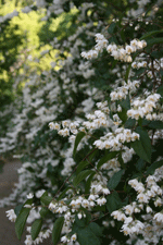 philadelphus