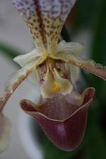 paphiopedilum orchid with mustache