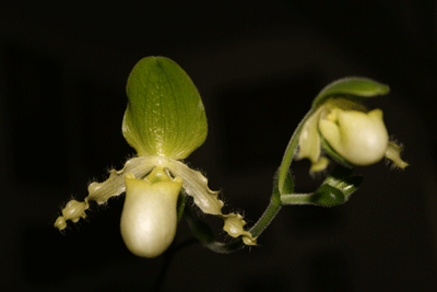 paphiopedilum orchid