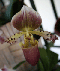 smeđi paphiopedilum