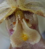 paphiopedilum closeup