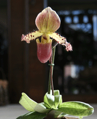 brown paphiopedilum orchid
