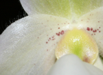 paphiopedilum white