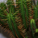 euphorbia submammillaris