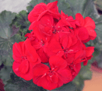 pelargonium