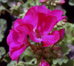 pink pelargonium