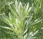 pelin-artemisia-absinthium.png