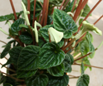 peperomia_lilian.png