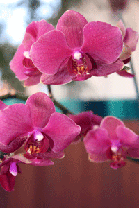 red phalaenopsis flowering