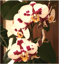 dalmatian phalaenopsis