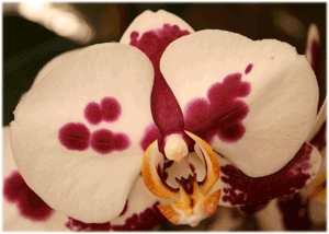 phal with spots