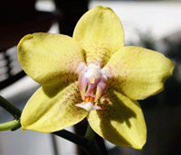 dragon charm phalaenopsis