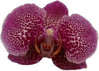 gorgeus phal