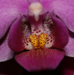 phalaenopsis pink