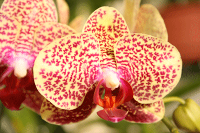 pink and yellow phalaenopsis