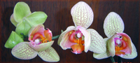 phalaenopsis