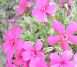 phlox