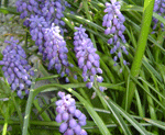 muscari