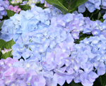 blue hydrangea