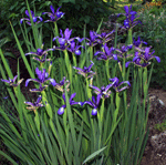 blue iris