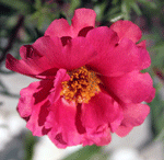 portulaca