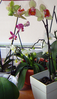 orhideje u cvatu na prozorskoj dasci