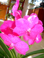 pink vanda orchid