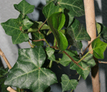 hedera