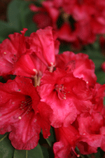 rhododendron