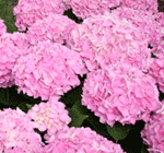 pink hydrangea